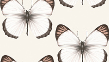 Обои бабочки в спальню Andrea Rossi Sheradi 54401-2